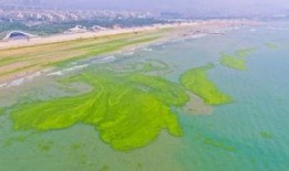 青岛海边爆料最新消息,惊现神秘海生物引发热议
