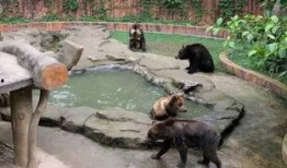 南宁动物园爆料案件最新,惊现动物逃脱事件，真相揭秘！